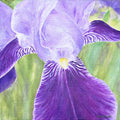 Iris Painting