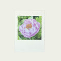 Pink Peony Painting Card